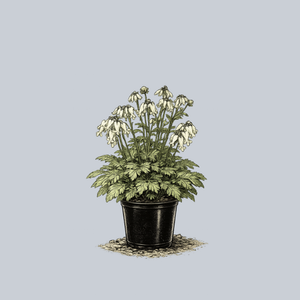 Titanium Fern-Leaf Bleeding Heart