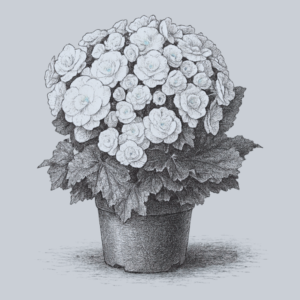 Amstel Clara Begonia