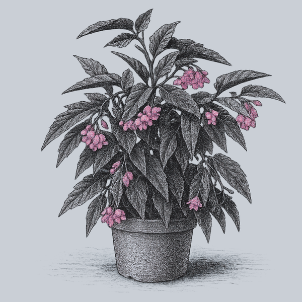 Angel Wing Torch Red Begonia