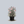 Load image into Gallery viewer, Angel Blush Rose Campion
