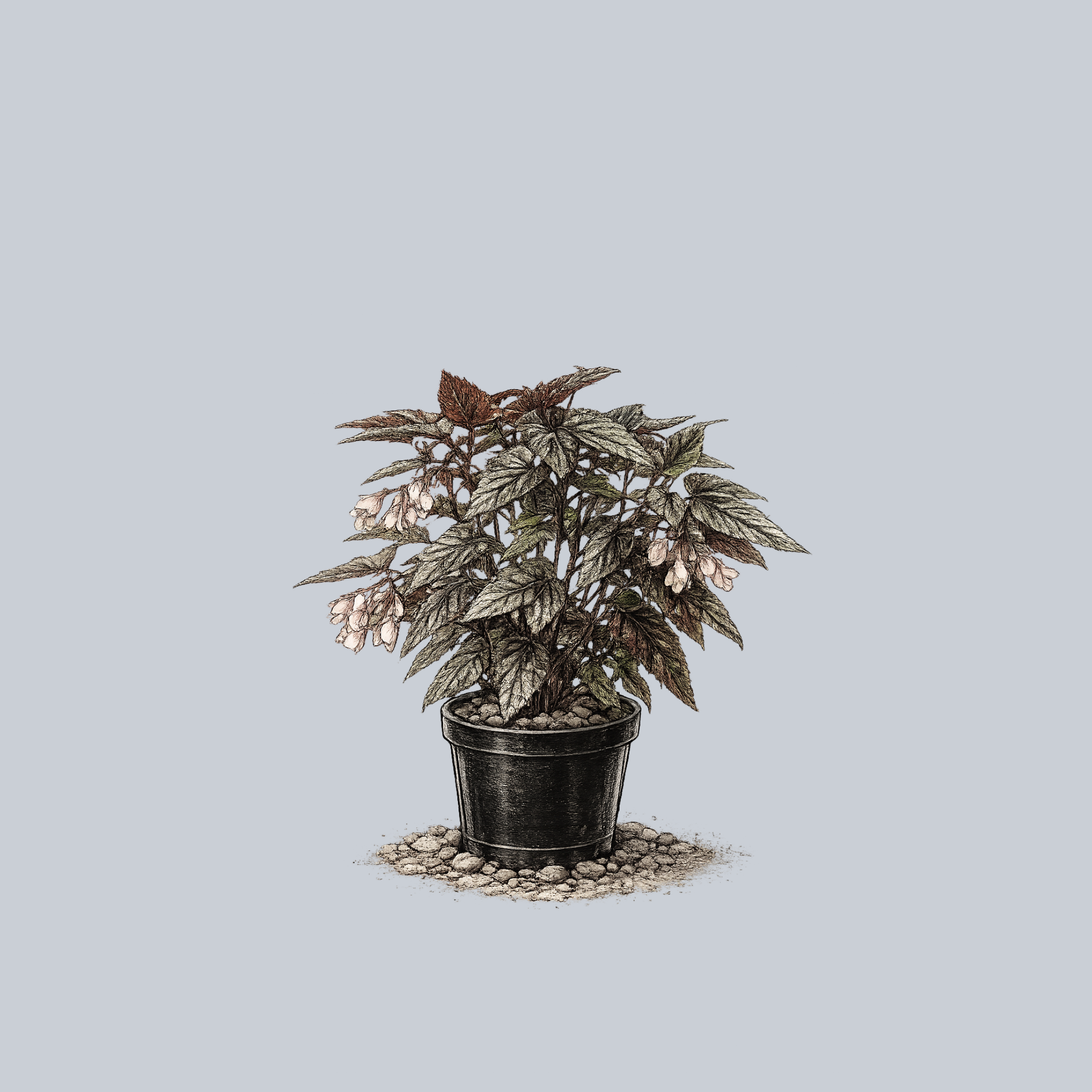aglaonema angel wings Angel Wing Begonia – Plant Detectives