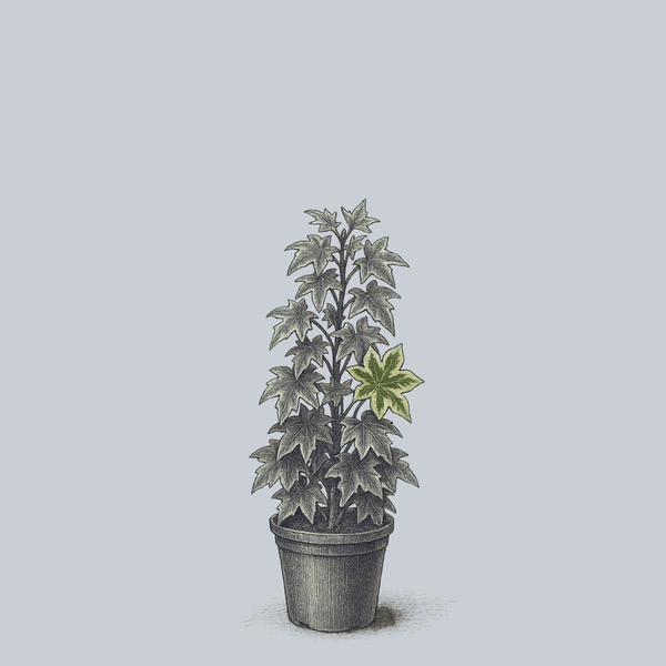 ivy tree house plant Angyo Star Tree Ivy – Plant Detectives
