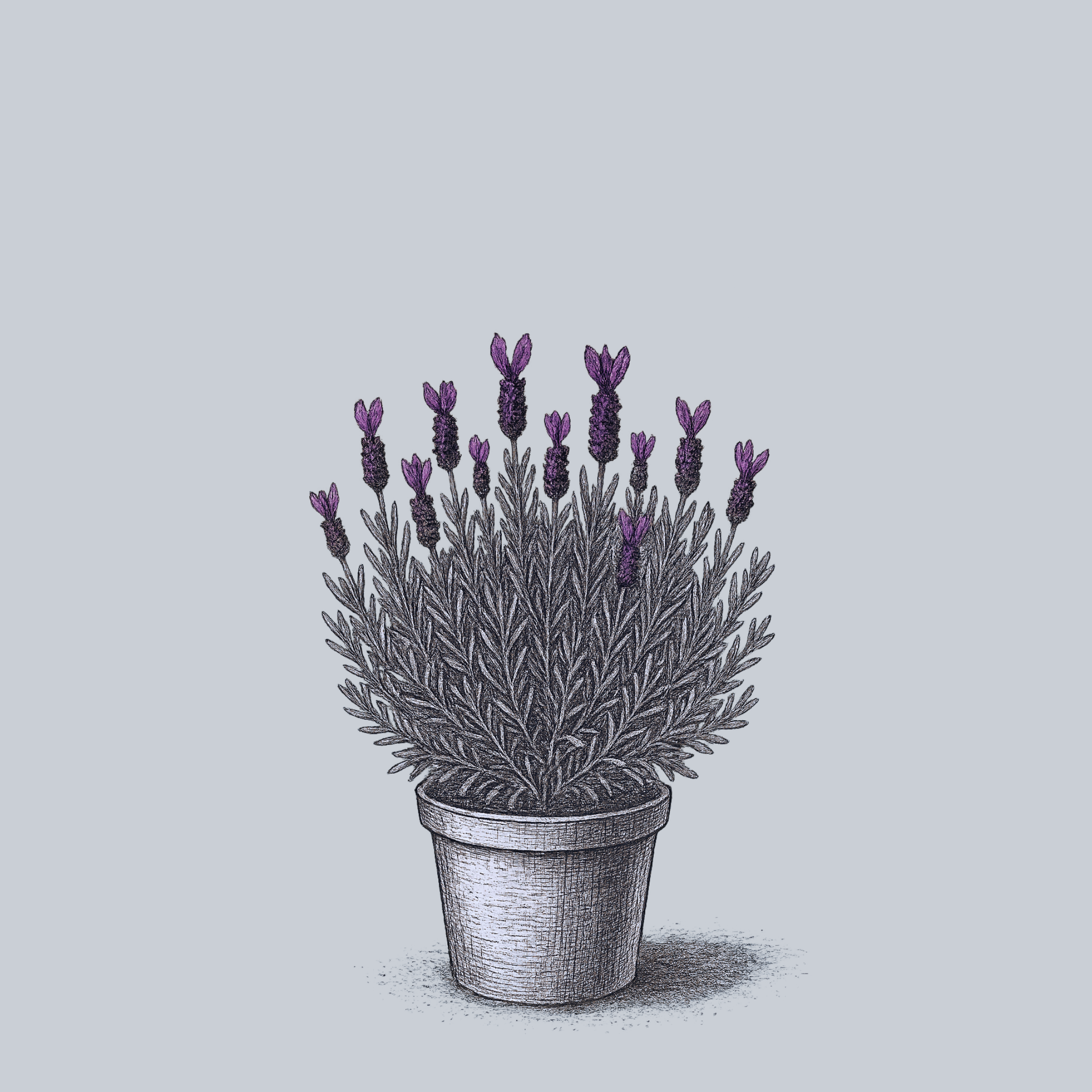 anthurium anouk improved Anouk Spanish Lavender – Plant Detectives