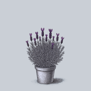 Anouk Spanish Lavender