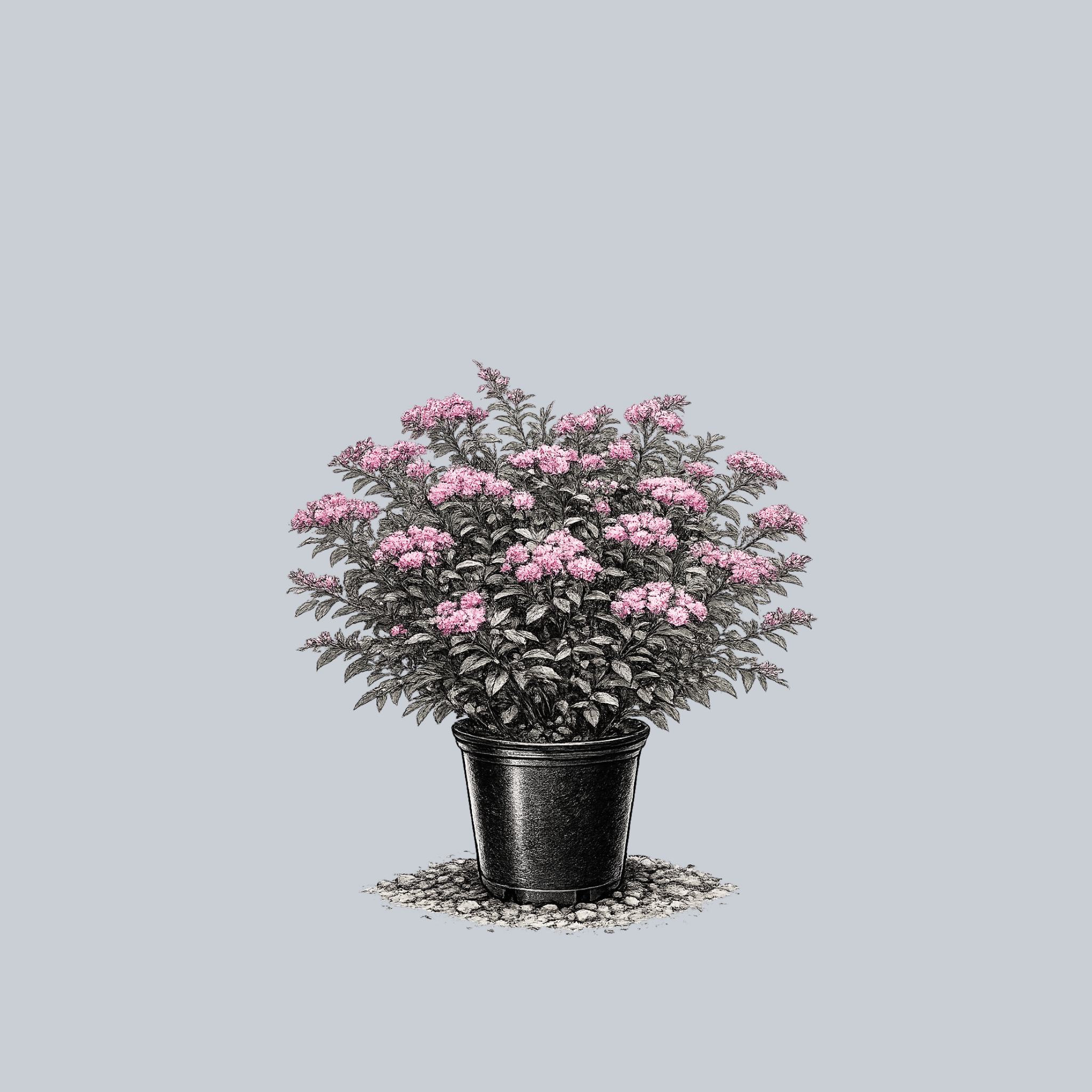 Anthony Waterer Spirea – Plant Detectives