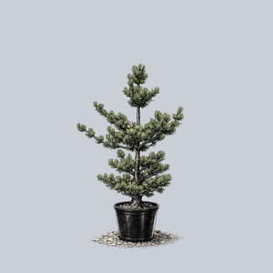 Aoba Jo Japanese White Pine