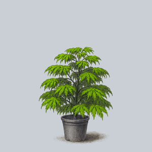 Ao Jutan Full Moon Japanese Maple