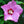 Load image into Gallery viewer, Aphrodite Rose of Sharon - Hibiscus - Shrubs
