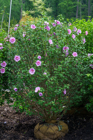 Aphrodite Rose of Sharon - Hibiscus - Shrubs