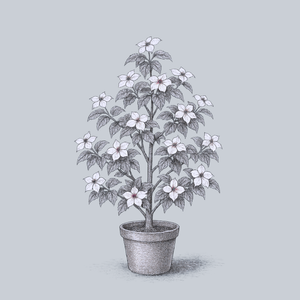 Appalachian Spring Dogwood