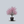 Load image into Gallery viewer, Appalachian Red Eastern Redbud
