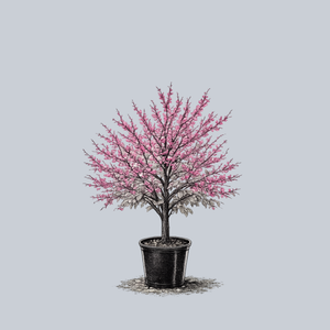 Appalachian Red Eastern Redbud