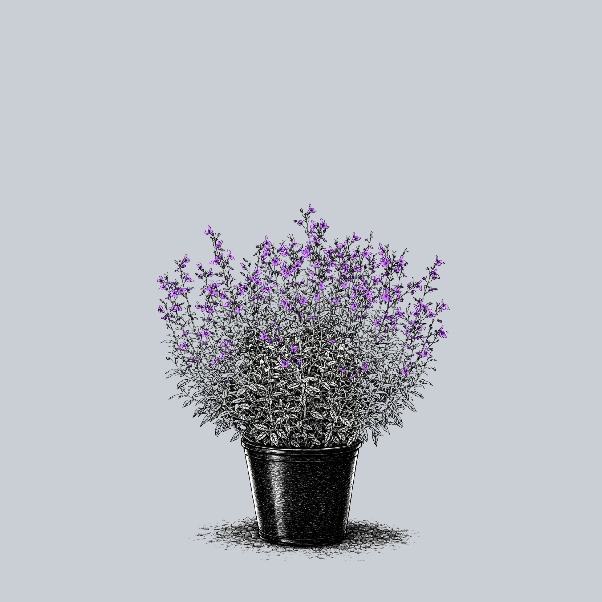 Arctic Blaze Purple Sage – Plant Detectives