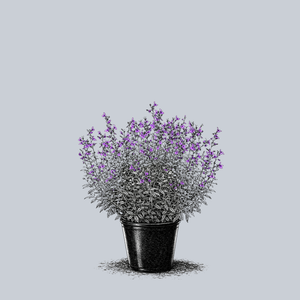 Arctic Blaze Purple Sage