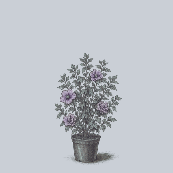 Ardens Rose of Sharon