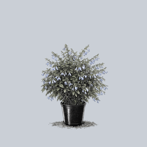 Argentina Skies Blue Anise Sage