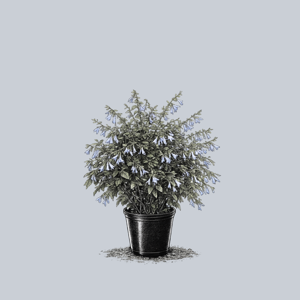 Argentina Skies Blue Anise Sage