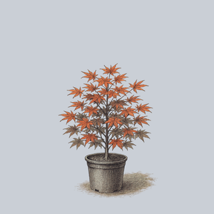 Ariadne Japanese Maple