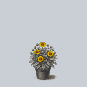 Arizona Apricot Blanket Flower