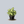 Load image into Gallery viewer, Arrowhead Plant
