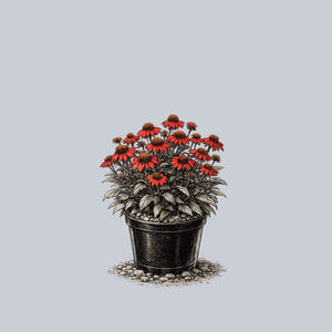 Artisan Red Ombre Coneflower