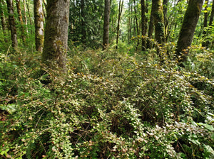 Invasive Japanese barberry (Berberis thunbergii)