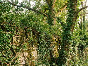 Invasive English ivy (Hedera helix)