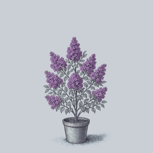 Asessippi Lilac
