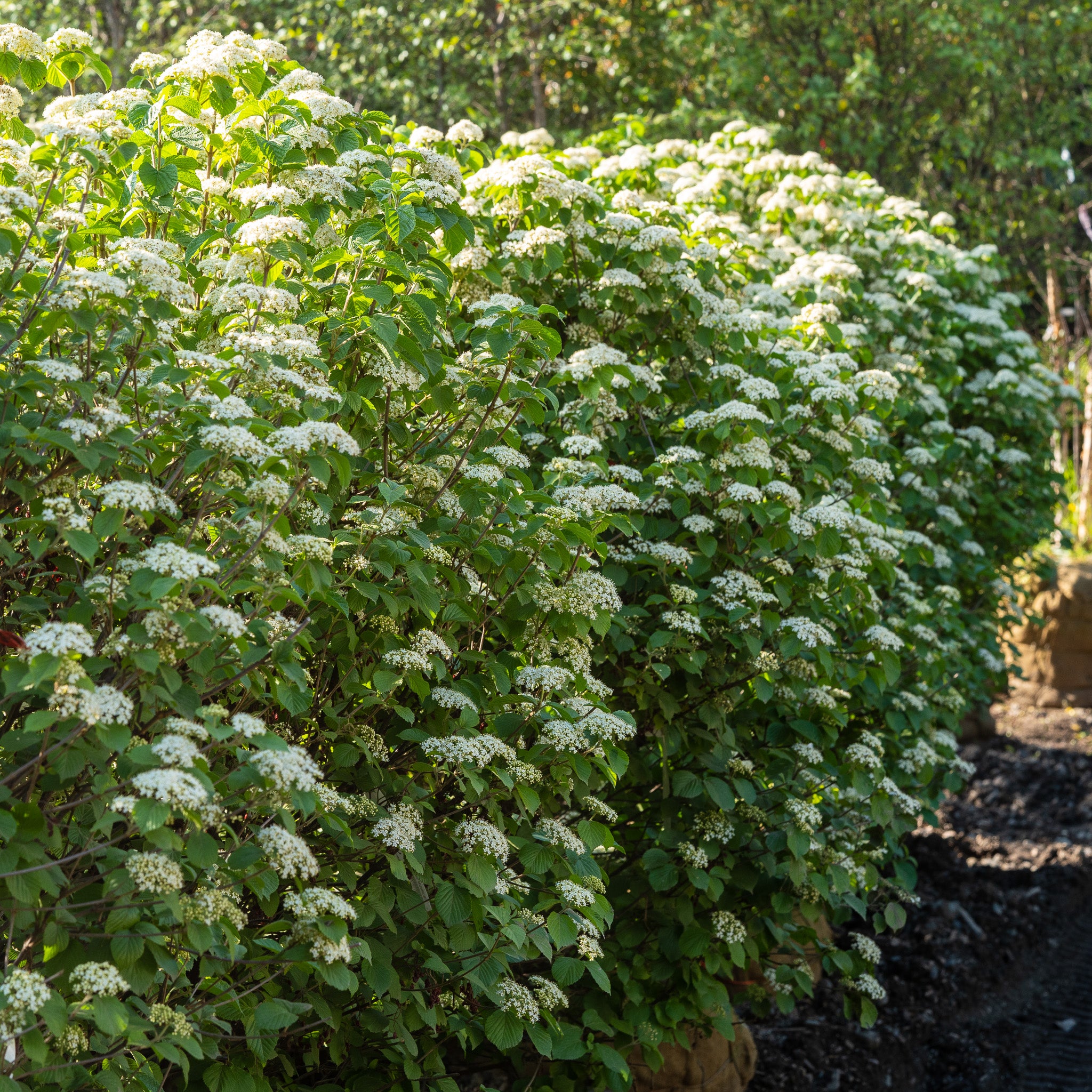 Asian Beauty Linden Viburnum  Plant Detectives