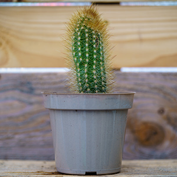 3.5" Assorted Cacti - Cactus - Houseplants