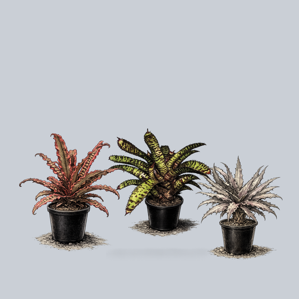 bromeliad indoor tabletop plant Assorted Bromeliad – Plant Detectives