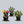 Load image into Gallery viewer, Assorted CactI
