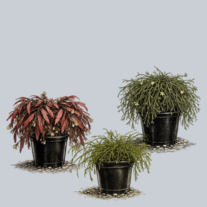 Assorted Mistletoe Cactus