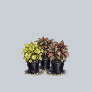 Assorted Pilea