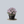 Load image into Gallery viewer, Aster
