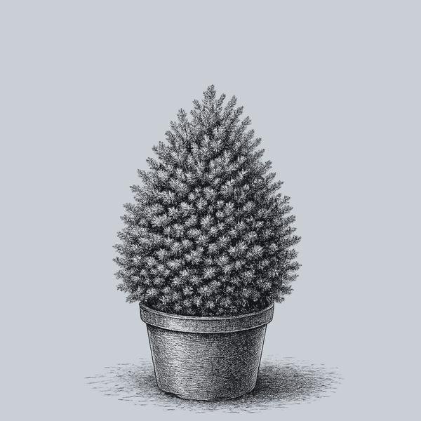 Atlantic White Cedar