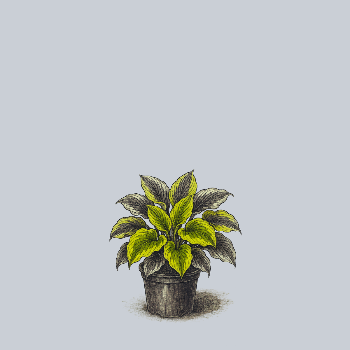 Atlantis Hosta – Plant Detectives