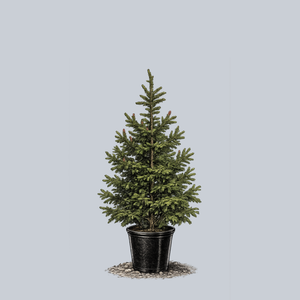 Atrovirens Oriental Spruce