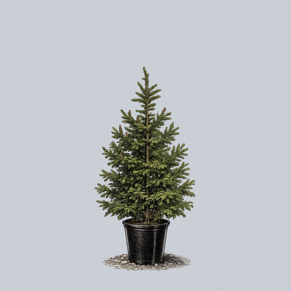 Atrovirens Oriental Spruce