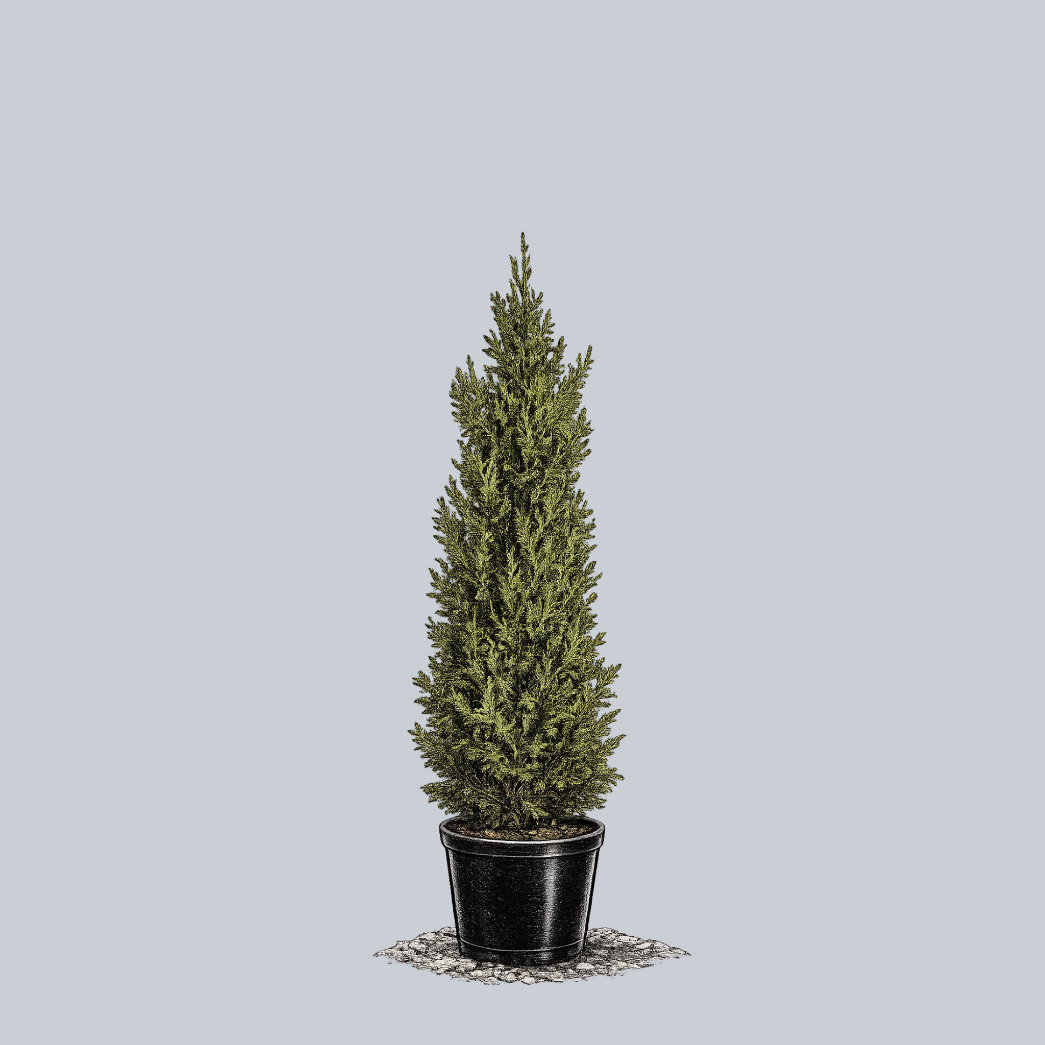 Atrovirens Western Red Cedar – Plant Detectives
