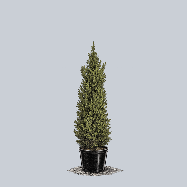 thuja indoor plant Atrovirens Western Red Cedar – Plant Detectives