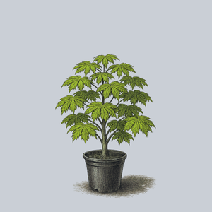 Attaryi Full Moon Japanese Maple