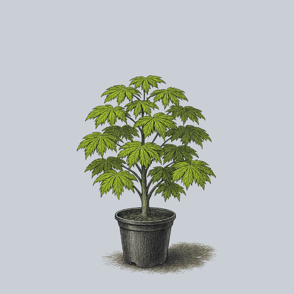 Attaryi Full Moon Japanese Maple