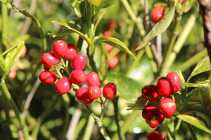 Aucuba Berries