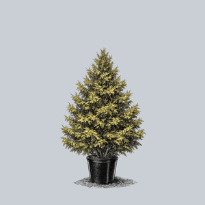 Aurea Compacta Oriental Spruce