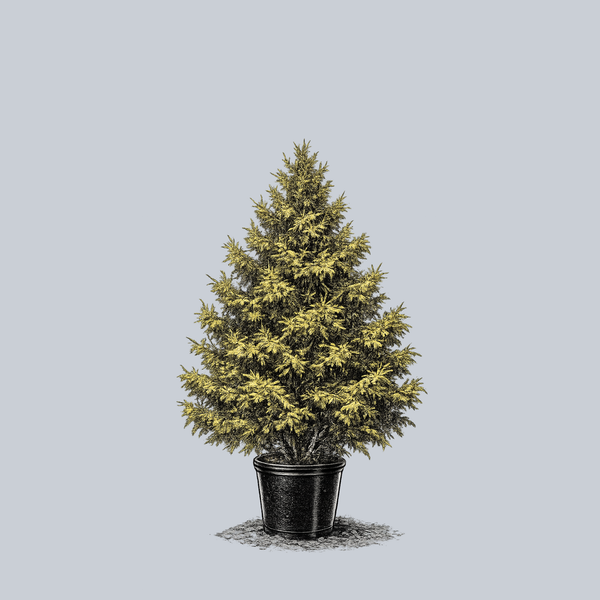 Aurea Compacta Oriental Spruce