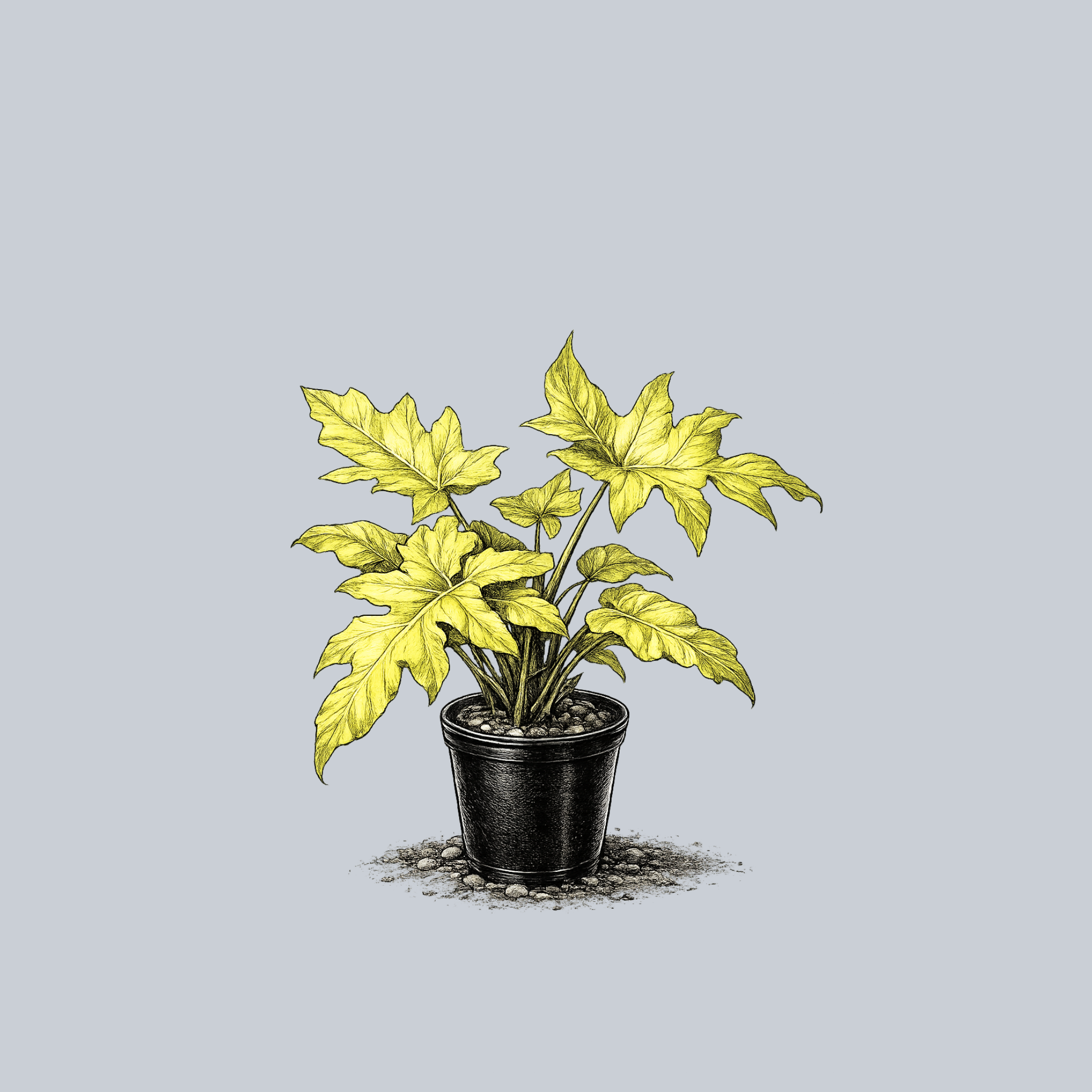 Aurea Flavum Philodendron – Plant Detectives