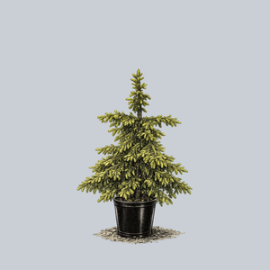 Aureospicata Oriental Spruce