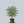 Load image into Gallery viewer, Aurora Dogwood
