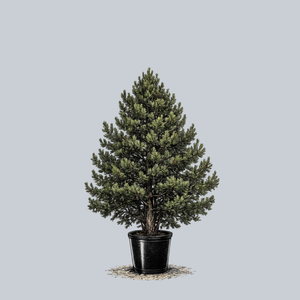 Austrian Pine